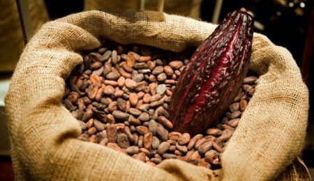 Propiedades del cacao