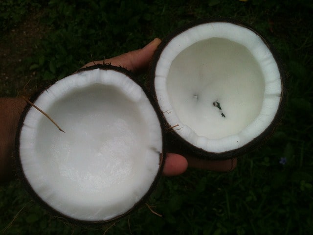 coconut-648105_640